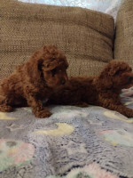 Red toy poodle-Puppies – fotka 2