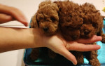 Red toy poodle-Puppies – fotka 3