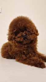 Red toy poodle-Puppies – fotka 4