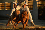 American Bully Šteniatka – fotka 2