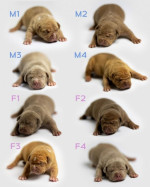 American Bully Šteniatka – fotka 3