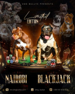 American Bully Šteniatka – fotka 4