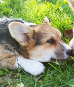 Pembroke Welsh Corgi – fotka 2