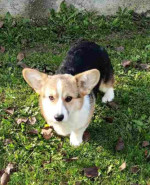 Pembroke Welsh Corgi – fotka 3