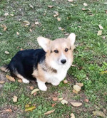 Pembroke Welsh Corgi – fotka 4