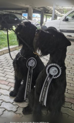 Giant Schnauzer – fotka 2