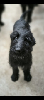 Giant Schnauzer – fotka 4