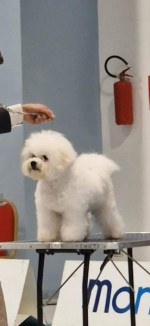 Bichon Frisé - šteniatko psík – fotka 2