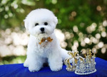 Bichon Frisé - šteniatko psík – fotka 3