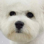 Bichon Frisé - šteniatko psík – fotka 4