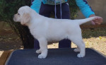 Top litter of Labradors – fotka 2