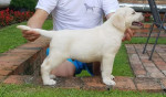 Top litter of Labradors – fotka 3