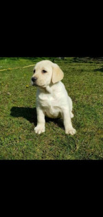 Top litter of Labradors – fotka 4