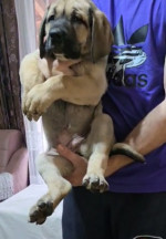 Šteniatka Bandog na predaj – fotka 2