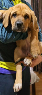 Šteniatka Bandog na predaj – fotka 3
