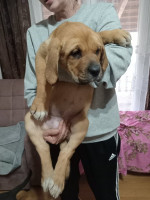 Šteniatka Bandog na predaj – fotka 4