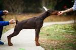 Doberman šteniatka na predaj – fotka 2