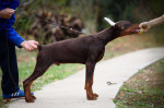 Doberman šteniatka na predaj – fotka 3