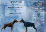 Doberman šteniatka na predaj – fotka 4