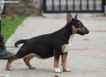 Šteniatka Mini Bull Terrier – fotka 2