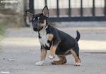 Šteniatka Mini Bull Terrier – fotka 4