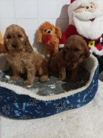 Cocapoo puppies – fotka 2