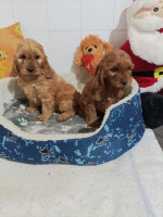 Cocapoo puppies – fotka 3