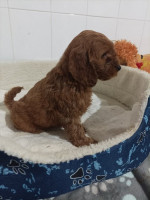 Cocapoo puppies – fotka 4