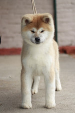Japanese Akita puppies – fotka 2
