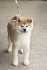 Japanese Akita puppies – fotka 3