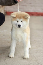 Japanese Akita puppies – fotka 4