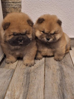 chow chow – fotka 2