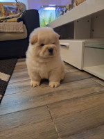 chow chow – fotka 3