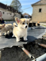 Šteniatka Welsh Corgi Pembroke – fotka 2