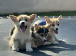 Šteniatka Welsh Corgi Pembroke – fotka 3