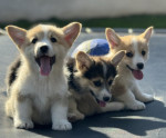 Šteniatka Welsh Corgi Pembroke – fotka 4