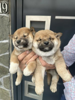 Shiba inu Puppies cheap – fotka 2
