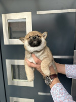 Shiba inu Puppies cheap – fotka 3