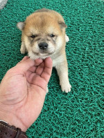 Shiba inu Puppies cheap – fotka 4