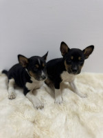 Basenji puppies cheap – fotka 2