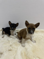 Basenji puppies cheap – fotka 3