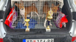 Basenji puppies cheap – fotka 4
