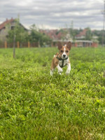 Basenji šteniatka – fotka 2