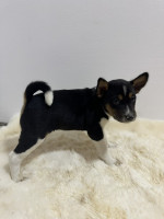 Basenji šteniatka – fotka 4