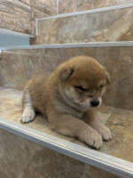 Shiba inu šteniatka – fotka 2