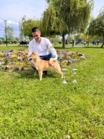 Shiba inu šteniatka – fotka 3