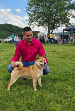 Shiba inu šteniatka – fotka 4