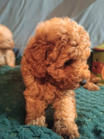 Miniature poodles – fotka 2