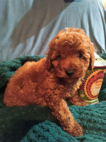 Miniature poodles – fotka 3