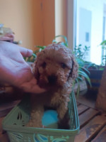 Miniature poodles – fotka 4